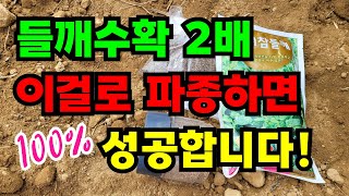들깨 파종시기 / 이걸로하면 수확량2배/발아 잘되고 웃자라지 않고 튼튼한 모종으로 키워요