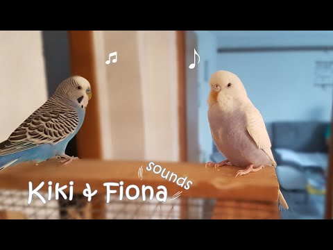 Budgie Sounds 2 Hours | Help Lonely Budgies To Chirp 🎵