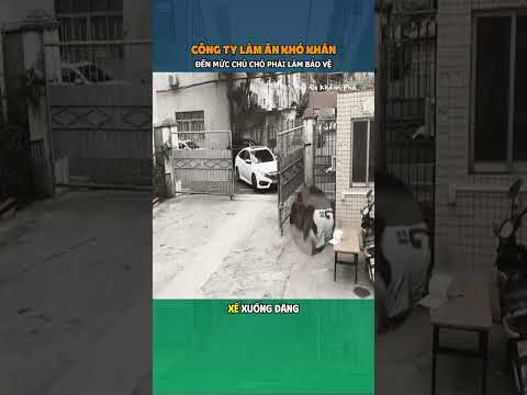 Chú chó phải làm bảo vệ