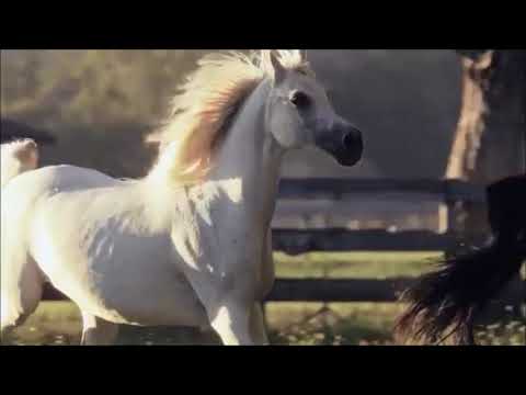 Chitãozinho e   Xororó  - Caboclo na Cidade