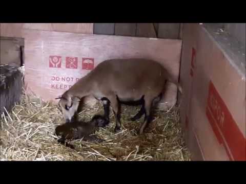 , title : 'Schafe - Kamerunschafe Geburt - ein Lamm wird geboren - cameroon sheep - happy sheep Trailer Movie'
