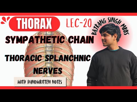 Thoracic sympathetic chain & trunk ll Splanchnic Nerve Anatomy ll sympathetic nervous system Mbbs