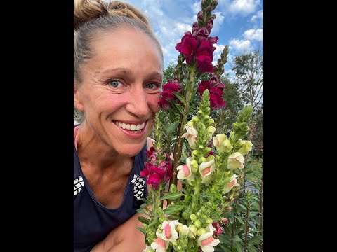 Harvesting and storing snapdragons as a cut flower to maximize vase life.