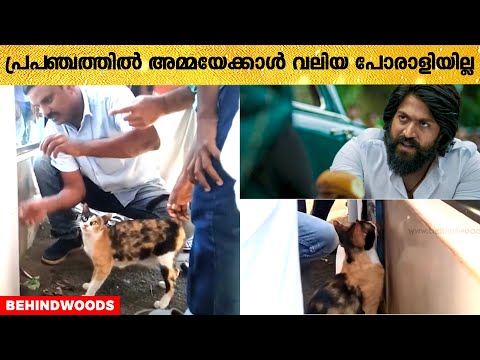 കുഞ്ഞി പൂച്ചയെ രക്ഷിക്കാൻ ഇറങ്ങിത്തിരിച്ച ഒരു അമ്മ പൂച്ച 😘😍🐈