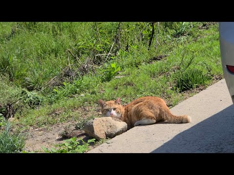 [#267] 안미안한데...제발 우리집에는 안왔음 좋겠다...(노발)