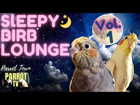Sleepy Birb Lounge [Vol. 1] Calm Piano Music for Birds | Parrot Music TV for Your Bird Room🎶