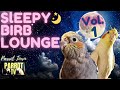 Sleepy Birb Lounge Vol 1 Calm Piano Music For Birds Parrot Music TV For Your Bird Room