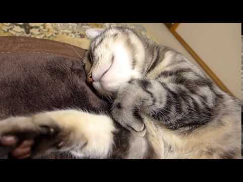 Kelvin Koslow,  a cat who sleeps with a pillow as usual clip4