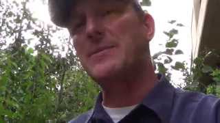 Flame Maple Amur Acer ginnala