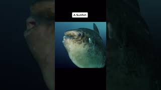 Things that are BIGGER than you think!! ???