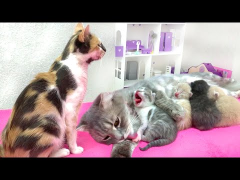 Little newborn kittens mistook their mother for another cat