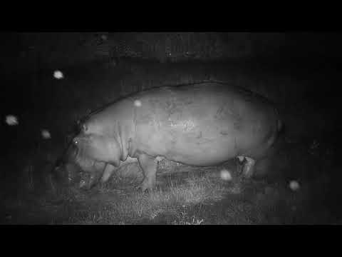 Djuma: Hippo coming back to the dam - 03:38 - 03/04/20