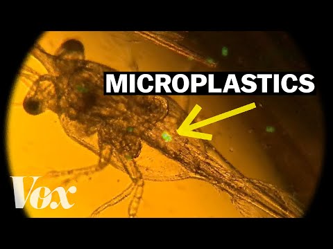 為什麼這些浮游生物會吃塑膠 (Why these plankton are eating plastic)