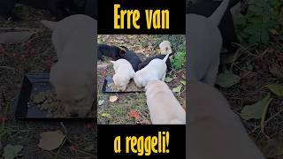 Gyerekek, erre van a reggeli!