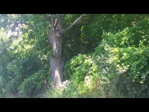 The Tree Spirits~ You Are The Eternal Tree of Life~Channeled Galactic Light Language Transmission