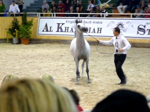 Baanderos's trot at the All Nations Cup