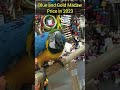 Blue And Gold Macaw Price In India 2025 Shorts Blueandgoldmacaw