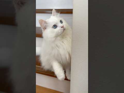 トマトの黒いお尻と自然に戦うにはどうすればよいですか？  庭園