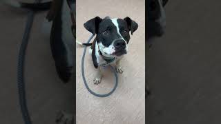 Video preview image #1 Mutt Puppy For Sale in Rustburg, VA, USA