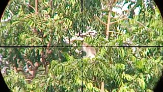 Download lagu sadist‼️ berburu monyet tembak mati kera ekor panjang mp3 Download lagu sadist‼️ berburu monyet tembak mati kera ekor panjang mp3