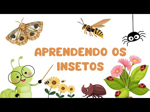 Vamos descobrir e aprender os insetos | Educação Infantil Divertida