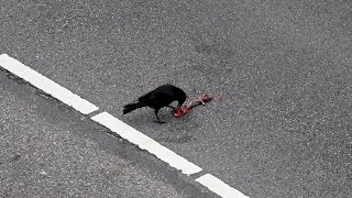 Street Food, Crow Style. カラスが何かをついばむ様子, Kraai eet iets op straat