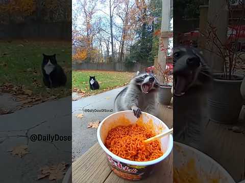 Raccoon's first time eating spicy Buldak noodles goes WRONG #fyp #funny #animals #mukbang