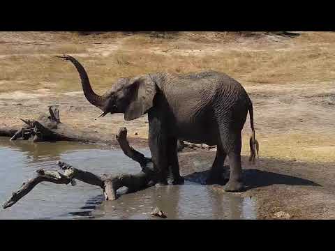 Djuma: Elephants and Warthogs - 13:32 - 09/17/19
