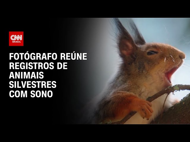 Fotógrafo encanta seguidores com vídeo de animais silvestres com sono