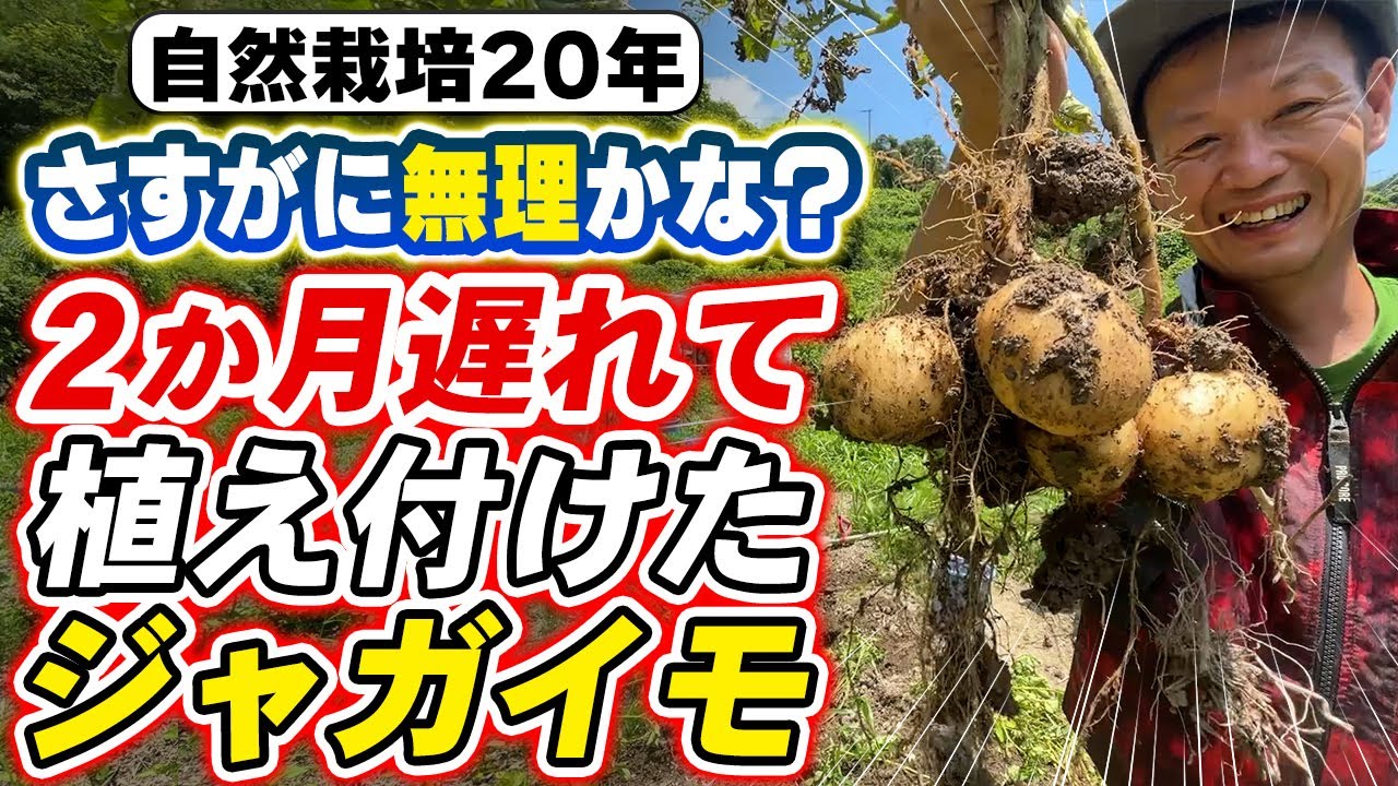 2か月遅れのジャガイモ栽培の結果
