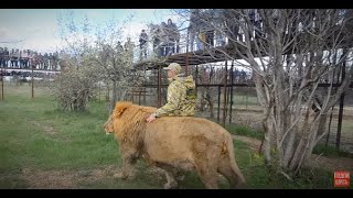 ВЫПУСК ЛЬВОВ 2019 !!! Львы вышли в Саванну !