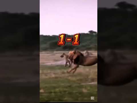 Sekekama vs Ntwadumela 🔥👑🦁👑🔥     #Savuti #LionKing #WildlifeBattle #Sekekama #Ntwadumela #AnimalVs