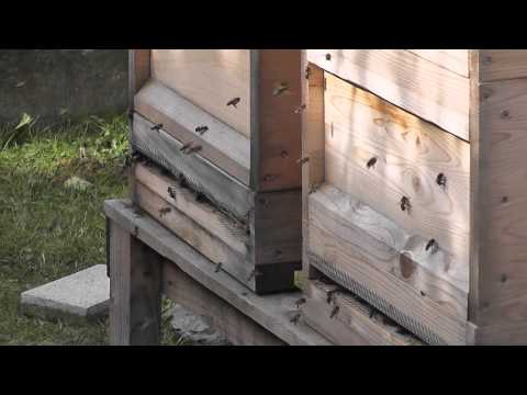 Fluglochbeobachtung 07 03 2015