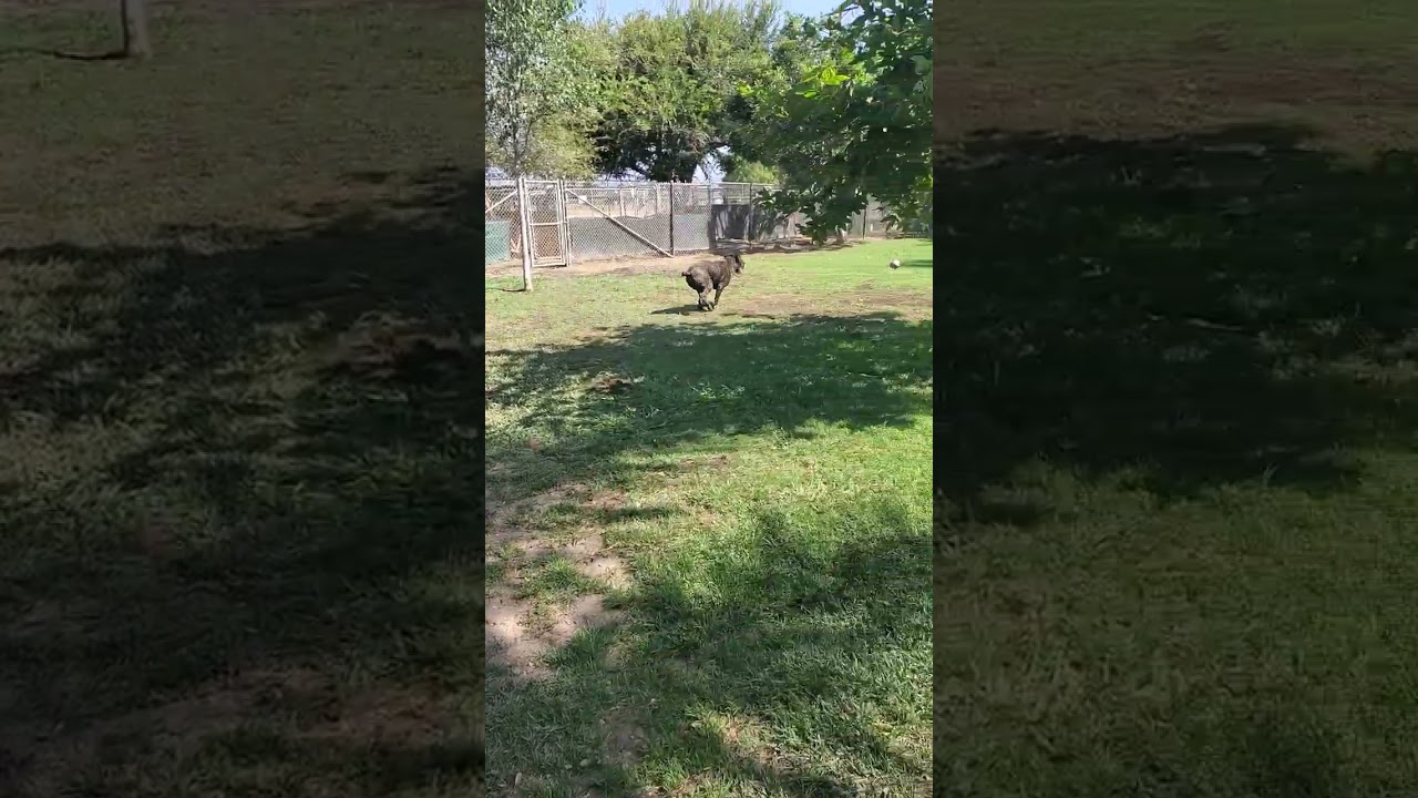 Enlarge Finn, a Adoptable mixed breed in Santa Paula, CA video 6/6