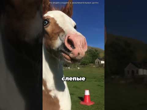 Как Животные Видят Мир? 😯👀