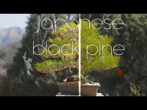 Japanese Black Pine, New Pot 12 Years in Training - Arkefthos Bonsai