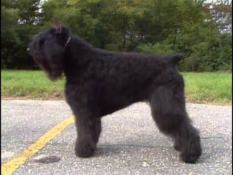 Bouvier Des Flandres - Boyero De Flandes - ブービエ・デ・フランダース - AKC Dog breed series