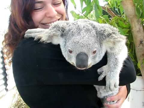 3rd YouTube video about how can i volunteer to help the koalas