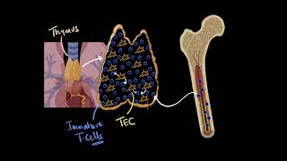 Thymus & thymosin | chemical coordination | Biology class 11 | Khan Academy