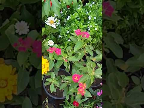 Different types of flower plants always demonds for shows all are nice