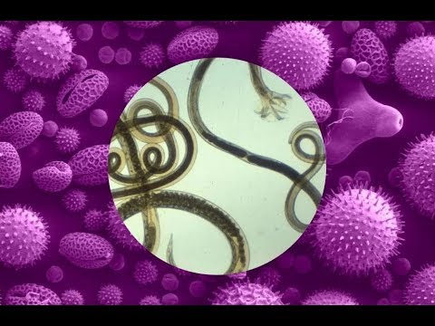 baktérium csepp a paraziták árát