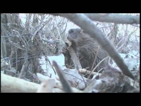 The Most Remarkable Beaver Experience!