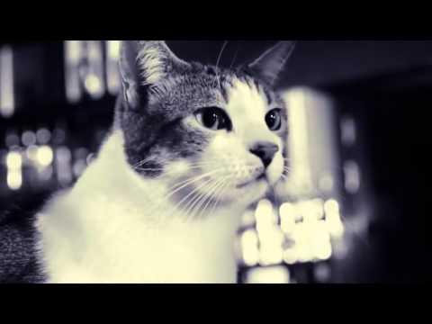 Nuno Abdul - Aceita (Official Video)