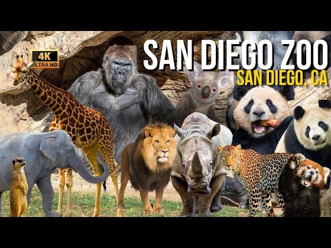 San Diego Zoo 4K Walking Tour: Unveiling the NEW Giant Panda Habitat!