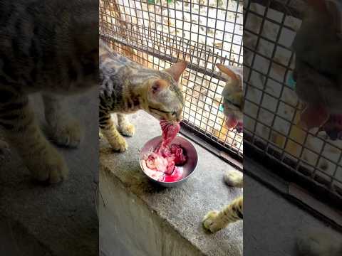 Bengal Cat 😳 | bengal kittens | Persian cats for sale | persian cats for life | Persian cat | cats