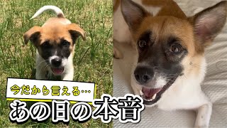 【アラフィフ犬暮らし】ウチに連れて帰ると決めた日。勇気の無かった3年前の本音