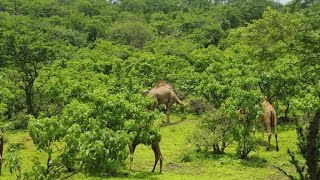 Khareef festival start 2016