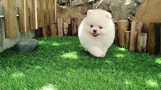 I am THINKER ~ the cheeky Miniature Pomeranian boy