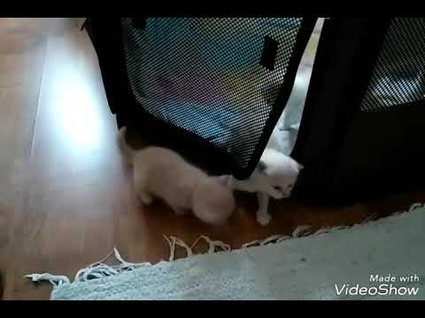 Kijöttek a kicsikék. Mami-Papi nagyon vigyázott rájuk....