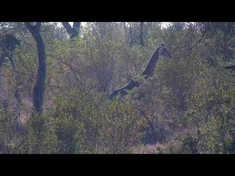 Djuma: Giraffe mother and young one in the distance - 08:43 - 06/27/21